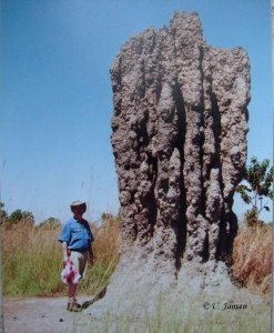 Termitenbau - Australien.jpg