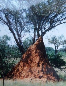 Termitenbau - Namibia.jpg