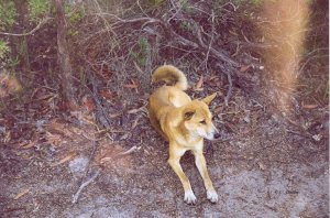 Wilder Dingo auf Fraser Island.jpg