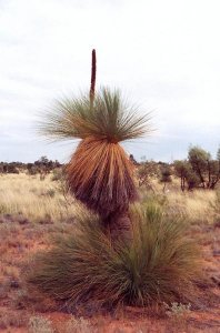 Grasbäume im Outback bis zu 6 m hoch.jpg