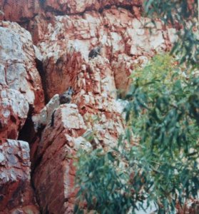 Zwei scheue Wallabys hoch in den Felsen.jpg