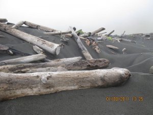 Holz aus Sibirien angeschwemmt.jpg