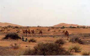 Wilde Kamele - Dromedare in Abu Dhabi.jpg