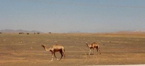 Wilde Kamele in Oman 1995.jpg