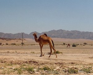 Oman  Rand der Wüste Rub al-Chali.jpg