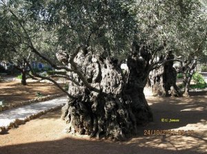 Uralte_Olivenbäume.jpg