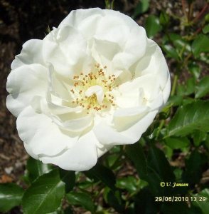 Name der Rose - Schneeball.jpg