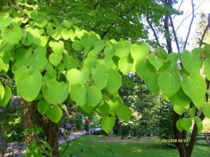 Blätter des Kuchenbaums.jpg