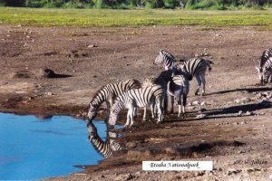 Durstige Zebras.jpg