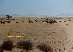 Herde -  Oryx.jpg