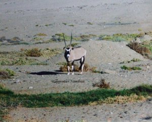 Majestätische Oryxantilope - Wappentier Namibias.jpg