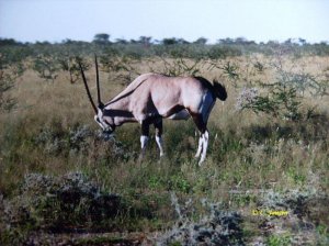 Oryx im Busch.jpg