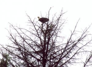 Weißkopfseeadler - Kanada.jpg