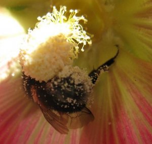 Im Pollenrausch.jpg
