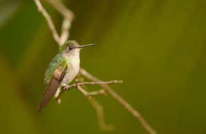 Hummingbird_1822.jpg