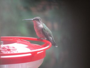 hummingbirds 001.jpg