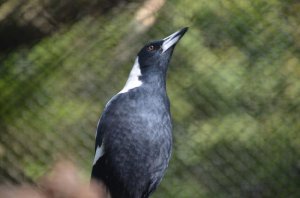 Weissrücken-Flötenvogel (Gymnorhina hypoleuca).jpg