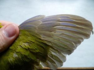 Zimzhellflügel Flügel.jpg