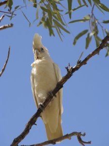 Australische Vögel 2010 113.jpg