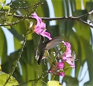 Hispaniolasmaragdkolibri  - Chlorostilbon swainsonii.jpg