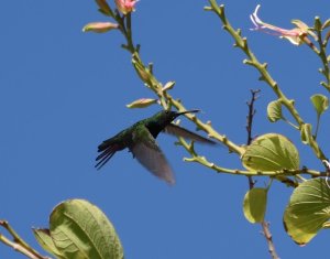 Hispaniolasmaragdkolibri - Chlorostilbon swainsonii.jpg