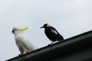 A magpie and a cocky on my roof..jpg