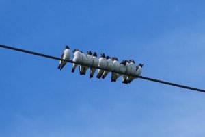 White-breasted Woodswallows.jpg