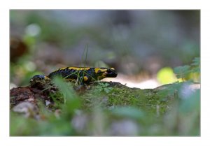 salamander_wildberg.jpg