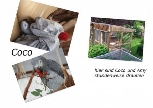 Coco-collage.jpg