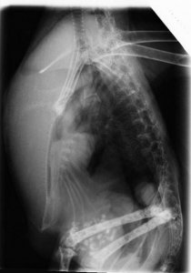 Röntgenbild-1.jpg