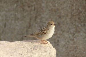 369-, Bird Watching Center, Eilat.JPG