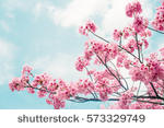 stock-photo-beautiful-cherry-blossom-sakura-in-spring-time-o.jpg