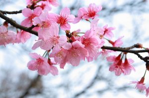 Flowering_trees_Sakura_486025.jpg