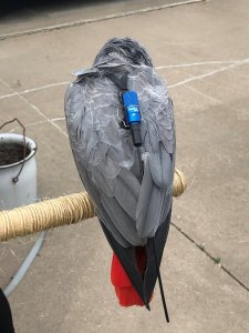 African-Grey-with-Track-Pack.jpg