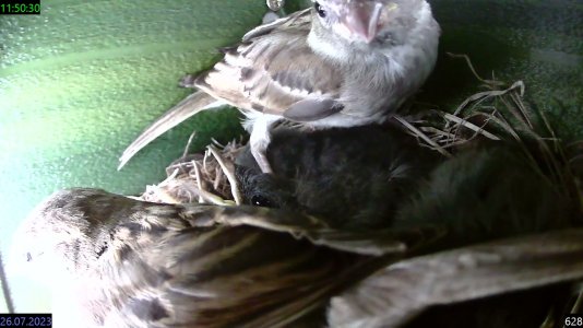 rec_2023_07_26_11_50_30 Sperlinge entern das Nest.jpg