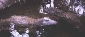 Krokodile.jpg