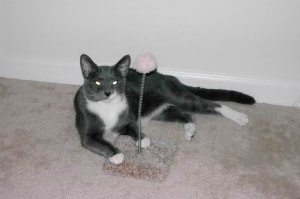 Sylvester mit Spielzeug 2.JPG