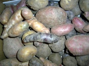 Kartoffeln_01.jpg