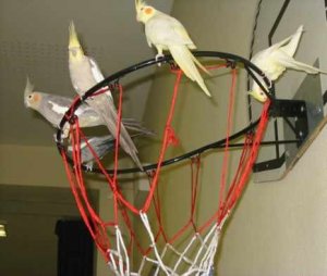 Baskettball.jpg