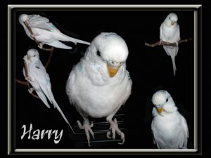 Harry-5x.468.jpg