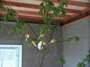 Zitronenbaum.jpg