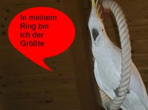 Figo Ring 1 Klein.jpg