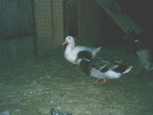 Hühner 066.jpg