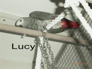 Lucy.JPG