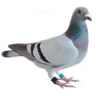 Pigeon0816